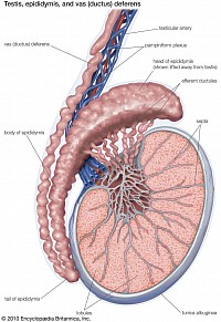 Reproductive organs function is related to kidneys.